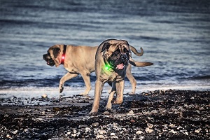 Foto van twee grote honden bij zee met veiligheidslicht aan